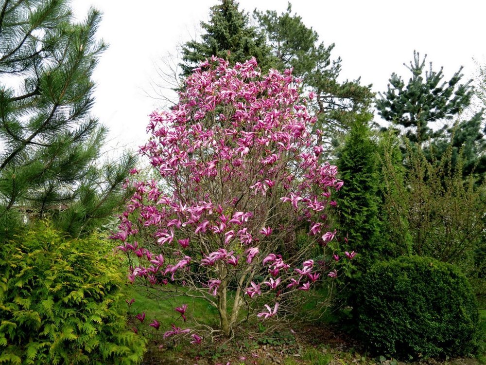 Магнолия Сьюзан (Magnolia 'Susan')