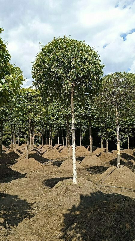 Береза пушистая (Betula pubescens) ф. шар на штамбе