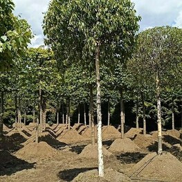 Береза пушистая (Betula pubescens) ф. шар на штамбе