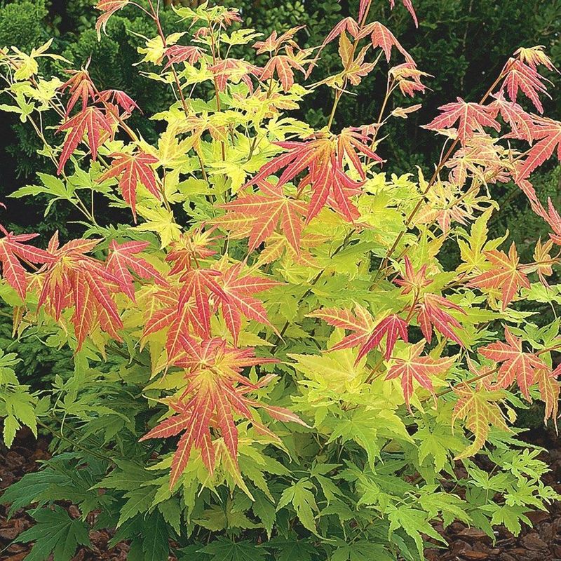 Клен дланевидный (Acer palmatum)
