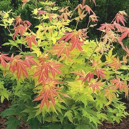 Клен дланевидный (Acer palmatum)