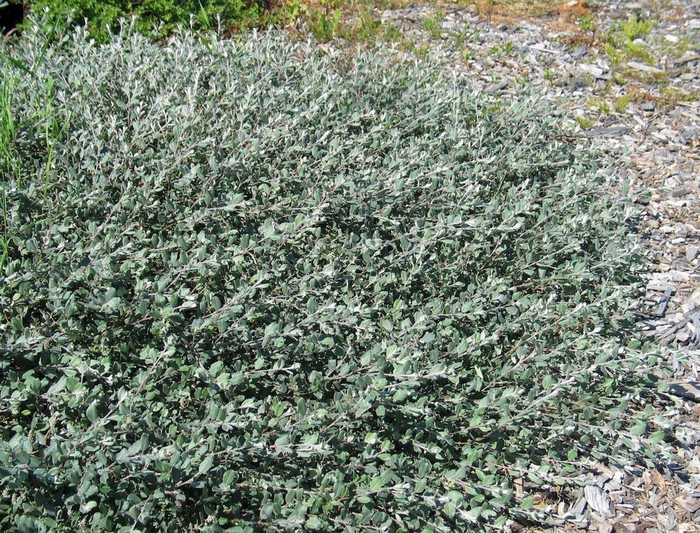 Ива сизая калликарпа Хальт (Salix glauca var. callicarpaea 'Halt')