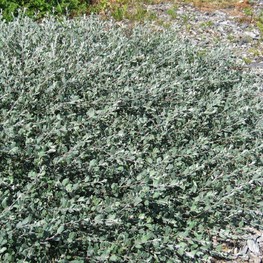 Ива сизая калликарпа Хальт (Salix glauca var. callicarpaea 'Halt')