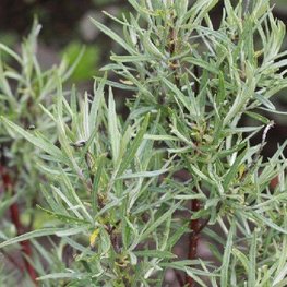 Ива лохолистная (Salix elaeagnos)