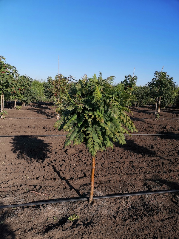 Рябина обыкновенная Глобозум (Sorbus aucuparia 'Globozum')