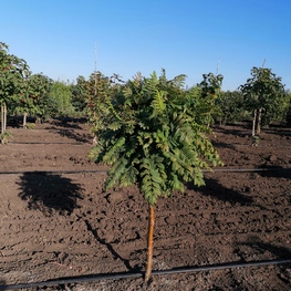 Рябина обыкновенная Глобозум (Sorbus aucuparia 'Globozum')