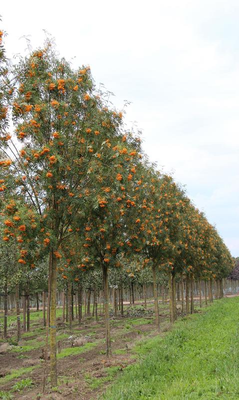 Рябина Арнольда Шутен (Sorbus x arnoldiana 'Schouten')