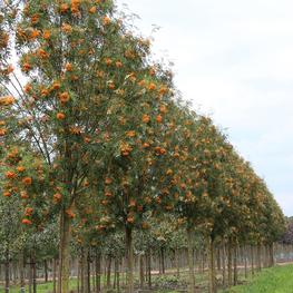 Рябина Арнольда Шутен (Sorbus x arnoldiana 'Schouten')