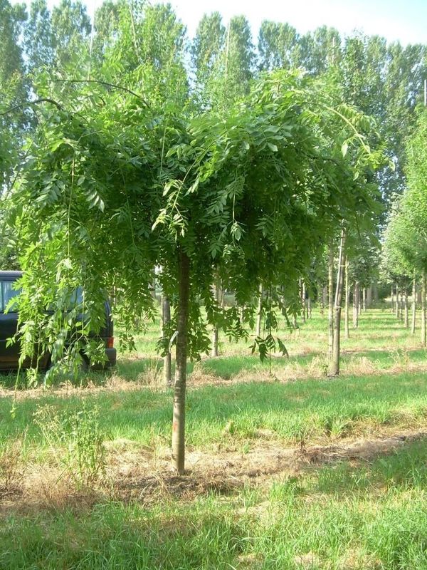 Ясень обыкновенный Пендула (Fraxinus excelsior 'Pendula')
