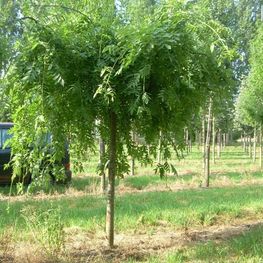 Ясень обыкновенный Пендула (Fraxinus excelsior 'Pendula')
