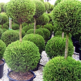 Туя западная Смарагд (Thuja occidentalis 'Smaragd') St Шар