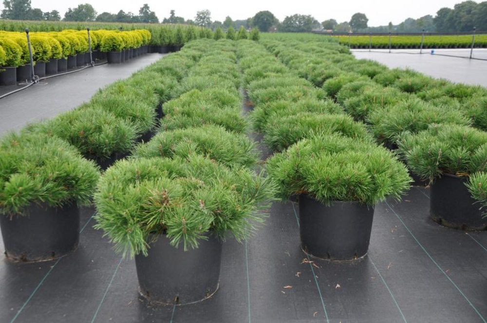 Сосна горная Пумилио (Pinus mugo 'Pumilio')