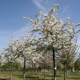 Яблоня декоративная Профессор Шпренгер (Malus 'Professor Sprenger')