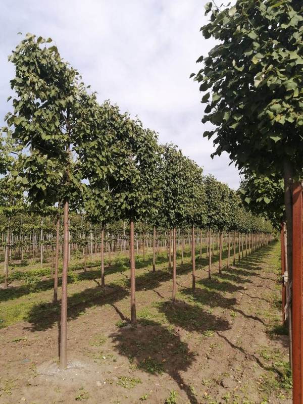 Липа мелколистная Гринспайер (Tilia cordata 'Greenspire') шпалера