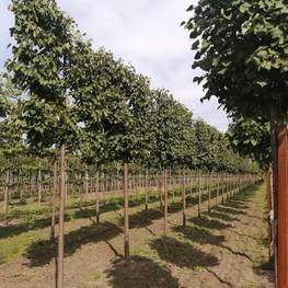 Липа мелколистная Гринспайер (Tilia cordata 'Greenspire') шпалера