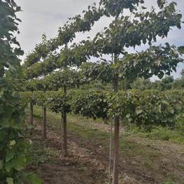 Липа мелколистная Гринспайер (Tilia cordata 'Greenspire') шпалера