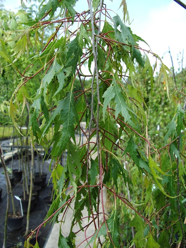 Береза повислая Грацилис (Betula pendula 'Gracilis')