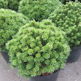 Сосна горная Бенджамин (Pinus mugo 'Benjamin')