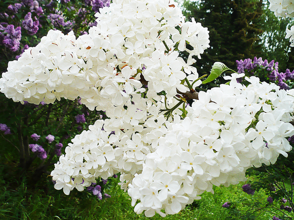 Сирень обыкновенная Агидель (Syringa vulgaris 'Agidel')