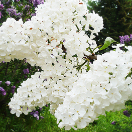 Сирень обыкновенная Агидель (Syringa vulgaris 'Agidel')
