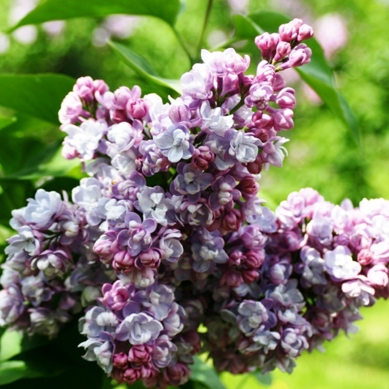 Сирень обыкновенная Московский университет (Syringa vulgaris 'Moskovskiy Universitet')