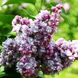 Сирень обыкновенная Московский университет (Syringa vulgaris 'Moskovskiy Universitet')