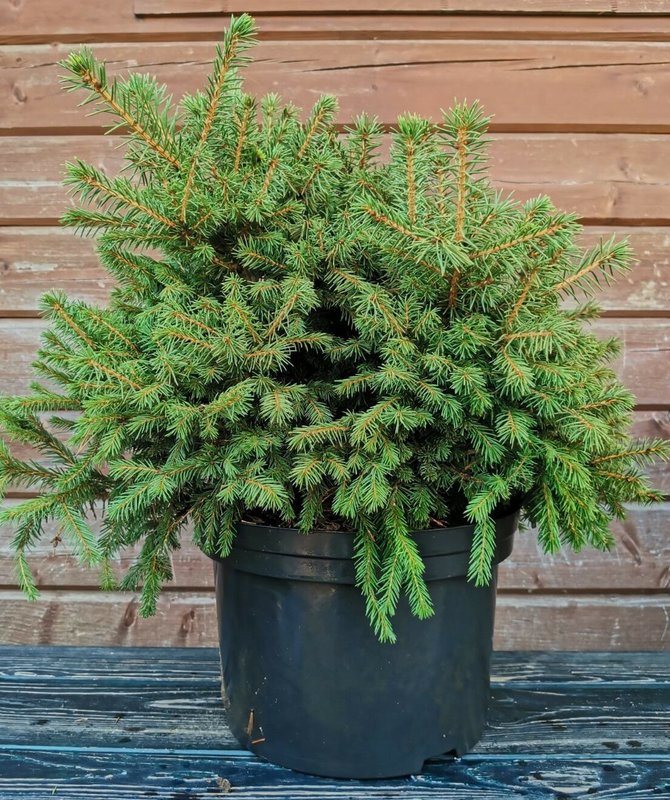 Ель обыкновенная Максвелли (Picea abies 'Maxwellii')