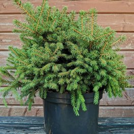 Ель обыкновенная Максвелли (Picea abies 'Maxwellii')