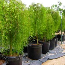 Карагана древовидная Уолкер (Caragana arborescens 'Walker')