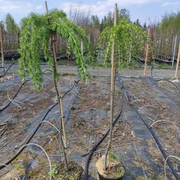 Карагана древовидная Уолкер (Caragana arborescens 'Walker')