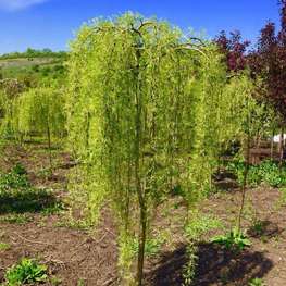 Карагана древовидная Уолкер (Caragana arborescens 'Walker')