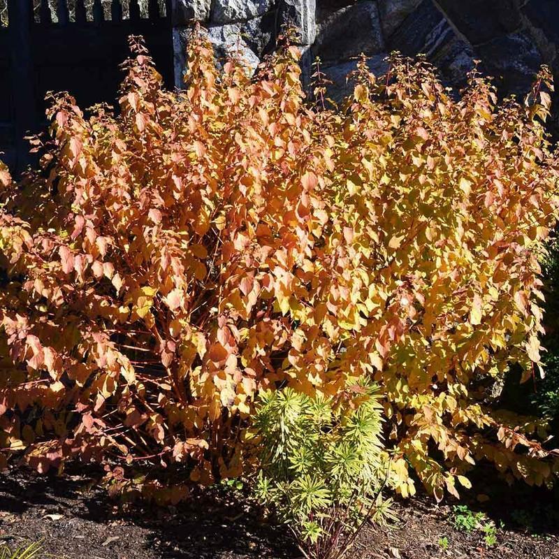 Дерен кроваво-красный Мидвинтер Файер (Cornus sanguinea 'Midwinter Fire')
