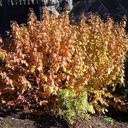 Дерен кроваво-красный Мидвинтер Файер (Cornus sanguinea 'Midwinter Fire')