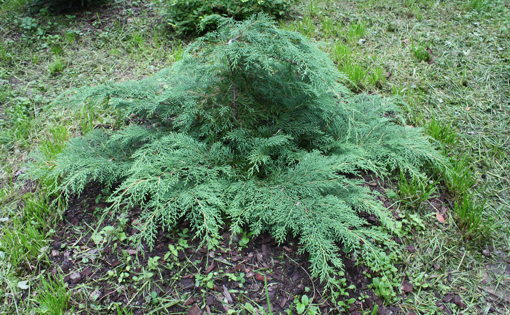 Микробиота перекрестнопарная Якобсен (Microbiota decussata 'Jakobsen')
