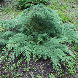 Микробиота перекрестнопарная Якобсен (Microbiota decussata 'Jakobsen')