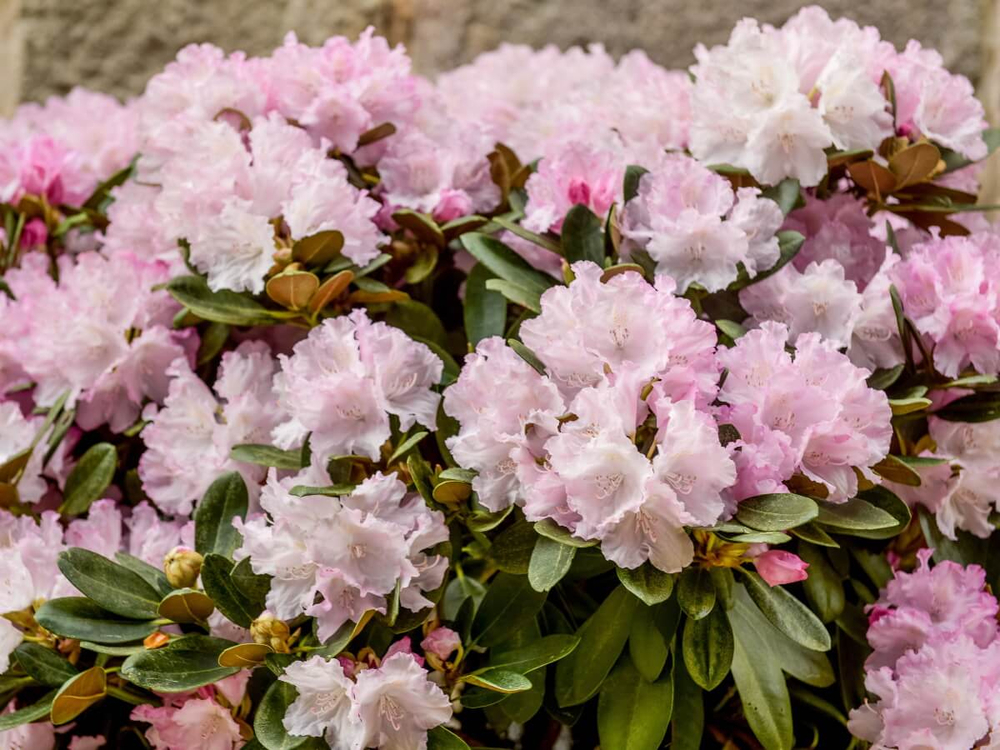 Рододендрон якушиманский Зильбервольке (Rhododendron yakushimanum 'Silberwolke')