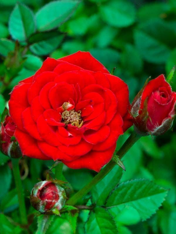 Роза миниатюрная Ред (Rosa 'Red')