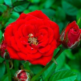 Роза миниатюрная "Red"