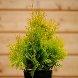 Туя западная Санни Смарагд (Thuja occidentalis 'Sunny Smaragd')