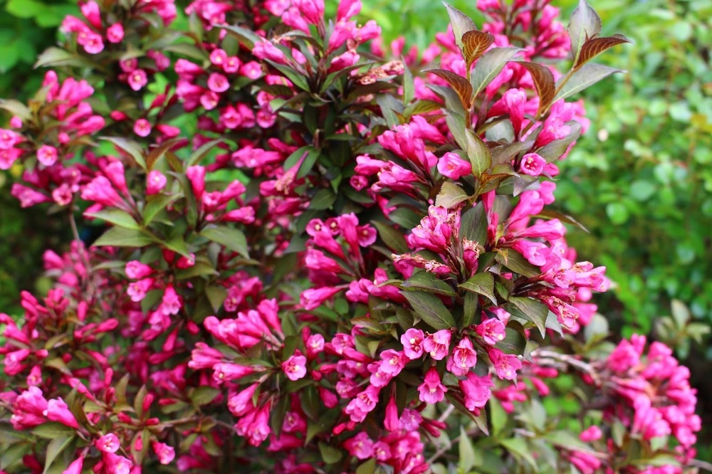 Вейгела цветущая Александра (Weigela florida 'Alexandra')