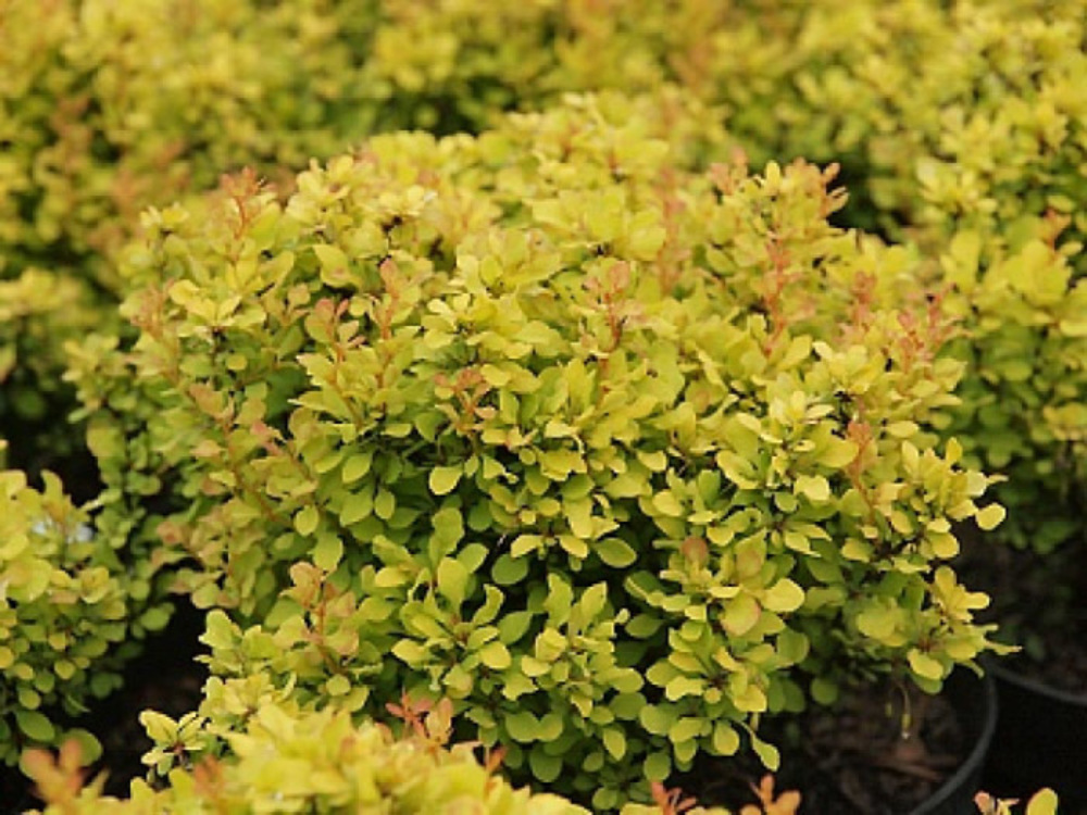 Барбарис Тунберга Голден Дивайн (Berberis thunbergii 'Golden Divine')