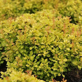 Барбарис Тунберга Голден Дивайн (Berberis thunbergii 'Golden Divine')
