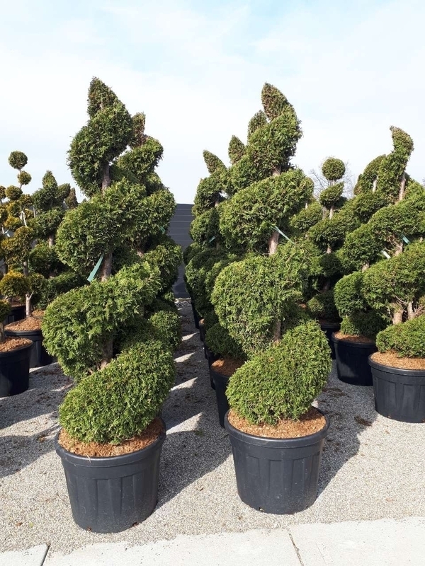 Туя западная Брабант (Thuja occidentalis 'Brabant') спираль