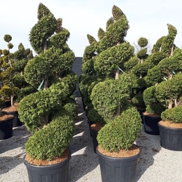 Туя западная Брабант (Thuja occidentalis 'Brabant') спираль