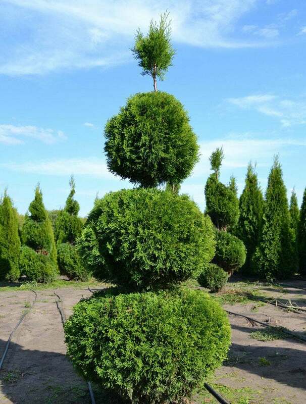Туя западная Брабант (Thuja occidentalis 'Brabant') мультибол