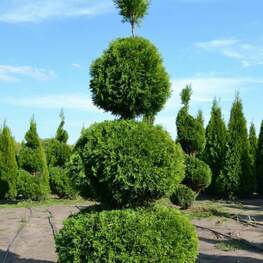 Туя западная Брабант (Thuja occidentalis 'Brabant') мультибол