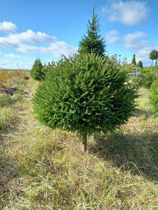 Ель обыкновенная (Picea abies)