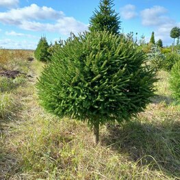 Ель обыкновенная (Picea abies)