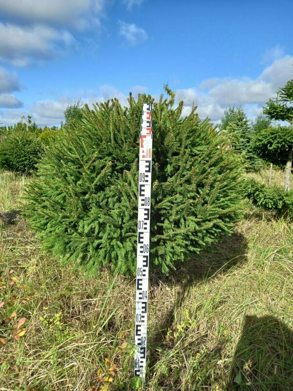 Ель обыкновенная (Picea abies) ф. шар
