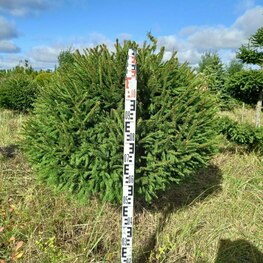 Ель обыкновенная (Picea abies) ф. шар